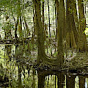 Bald Cypress Swamp #9 Poster