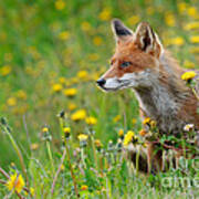 European Red Fox #16 Poster