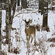 White-tailed Deer In Winter #9 Poster
