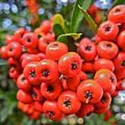 A Ball Of Pyracantha Berries Poster