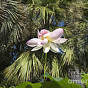 A Balmy Lotus Flower Poster