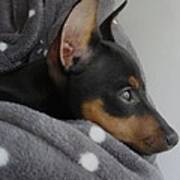 Miniature Pinscher Poster