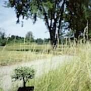 A Bonsai Tree In A Hayfield Poster