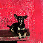 A Chihuahua Rests On A Brightly Colored Poster