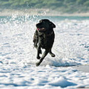 A Dog Running In The Tide Along A Beach Poster