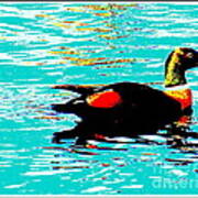 A Duck Is A Duck In A Pond Poster