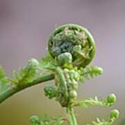 A Fiddlehead Abstract Poster