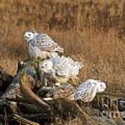 A Group Of Snowy Owls Poster