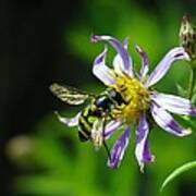 A Little Nectar Seeking Fruit Fly Poster