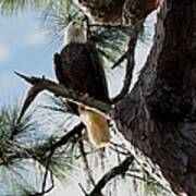 A Majestic Bald Eagle Poster