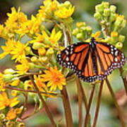 A Monarch Butterfly Poster