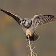 A Northern Hawk Owl Surveys The Boreal Poster