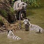A Pack Of 4 White Bengal Tigers Playing In A River Poster