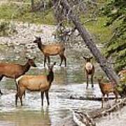 A Herd Of Elks Poster