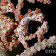 A Pair Of Pygmy Seahorse On Sea Fan Poster