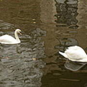 A Pair Of Swans Bruges Belgium Poster