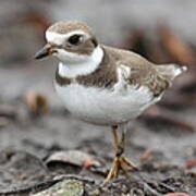 A Plover Coming Over Poster