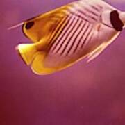 A Striped Butterfly Fish Poster