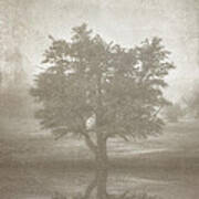 A Tree In The Fog 3 Poster