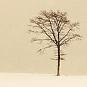 A Tree On A Hill In A Snow Storm Poster
