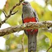 A Trogon Poster