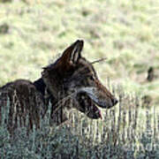 A Yellowstone Wolf. Modified Photo Poster