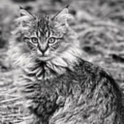 A Young Maine Coon Poster