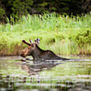 A Young Male Moose Swims To The Lake Poster