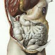 Abdominal Organs Poster