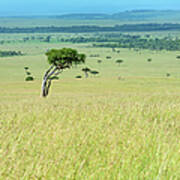 Acacia In The Green Plains Of Masai Mara Poster