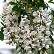 Acacia Tree Flowers Poster