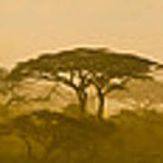 Acacia Trees At Dawn, Tanzania Poster