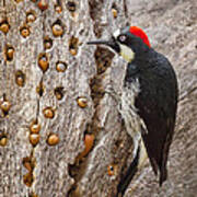 Acorn Woodpecker Poster