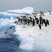 Adelie Penguins Leaping Fro Iceberg Poster