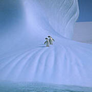 Adelie Penguins On Iceberg Antarctica Poster