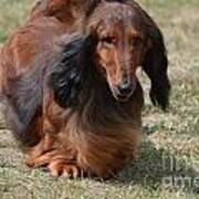 Adorable Long Haired Daschund Dog Poster