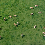 Aerial View Of Cows Grazing Poster
