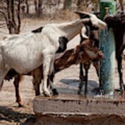 Africa, Botswana, Western Kalahari Poster