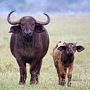 African Buffalo And Calf Poster