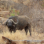 African Buffalo,tsavo National Park Poster
