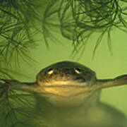 African Clawed Frog Poster