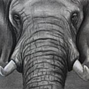 African Elephant Poster