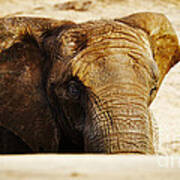 African Elephant Behind A Hill Poster