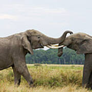 African Elephant Bulls Fighting Poster