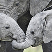 African Elephant Calves Loxodonta Poster