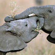 African Elephant Calves Playing Poster