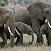 African Elephant Females And Calves Poster