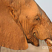 African Elephant Profile Poster