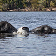 African Elephants Swimming In The Chobe River Botswana Poster