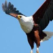 African Fish Eagle In Flight Poster